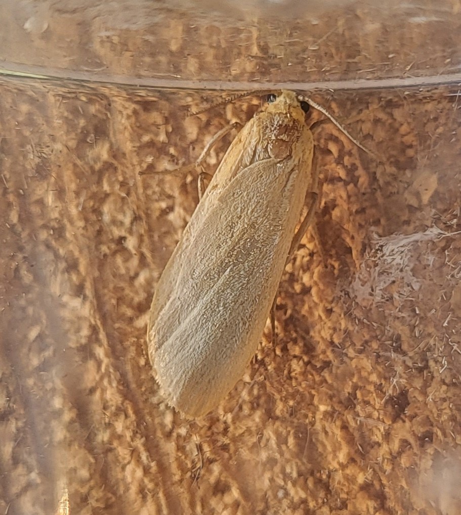 Photo of Buff Footman (Eilema depressa)
